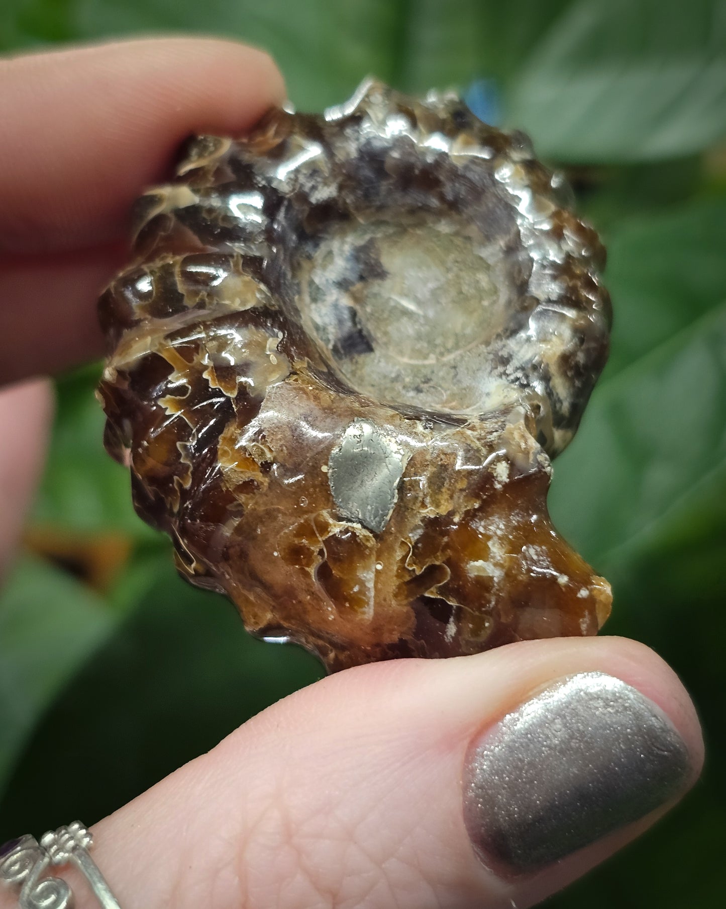 Whole Ammonite #2