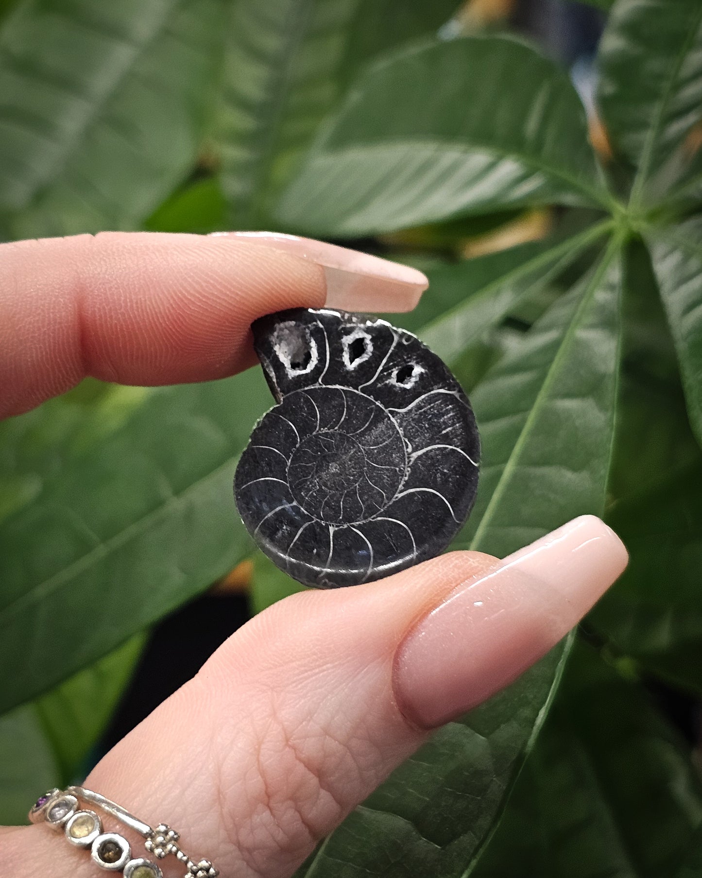 Mini Black Ammonite Pair