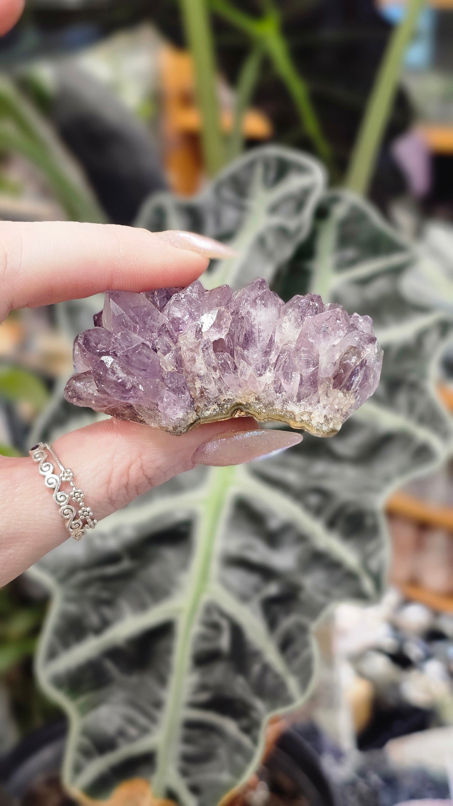 Amethyst Pine Cluster #2