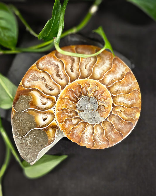 Ammonite #1 part A