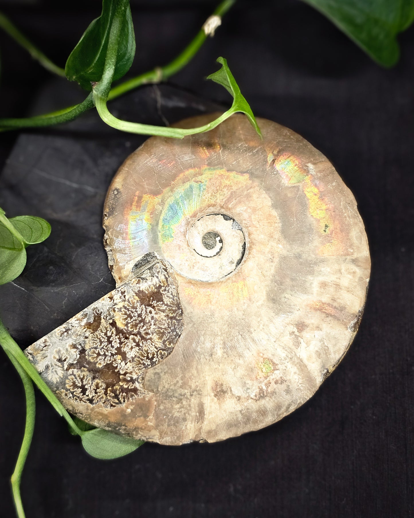 Ammonite #1 part A