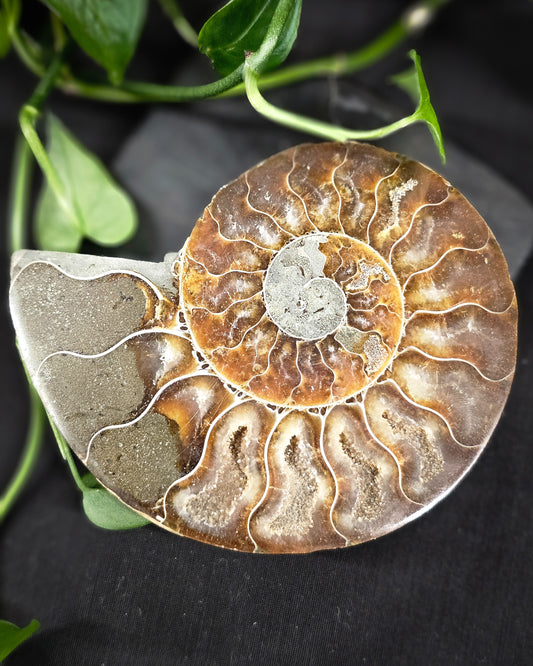 Ammonite #1 part B