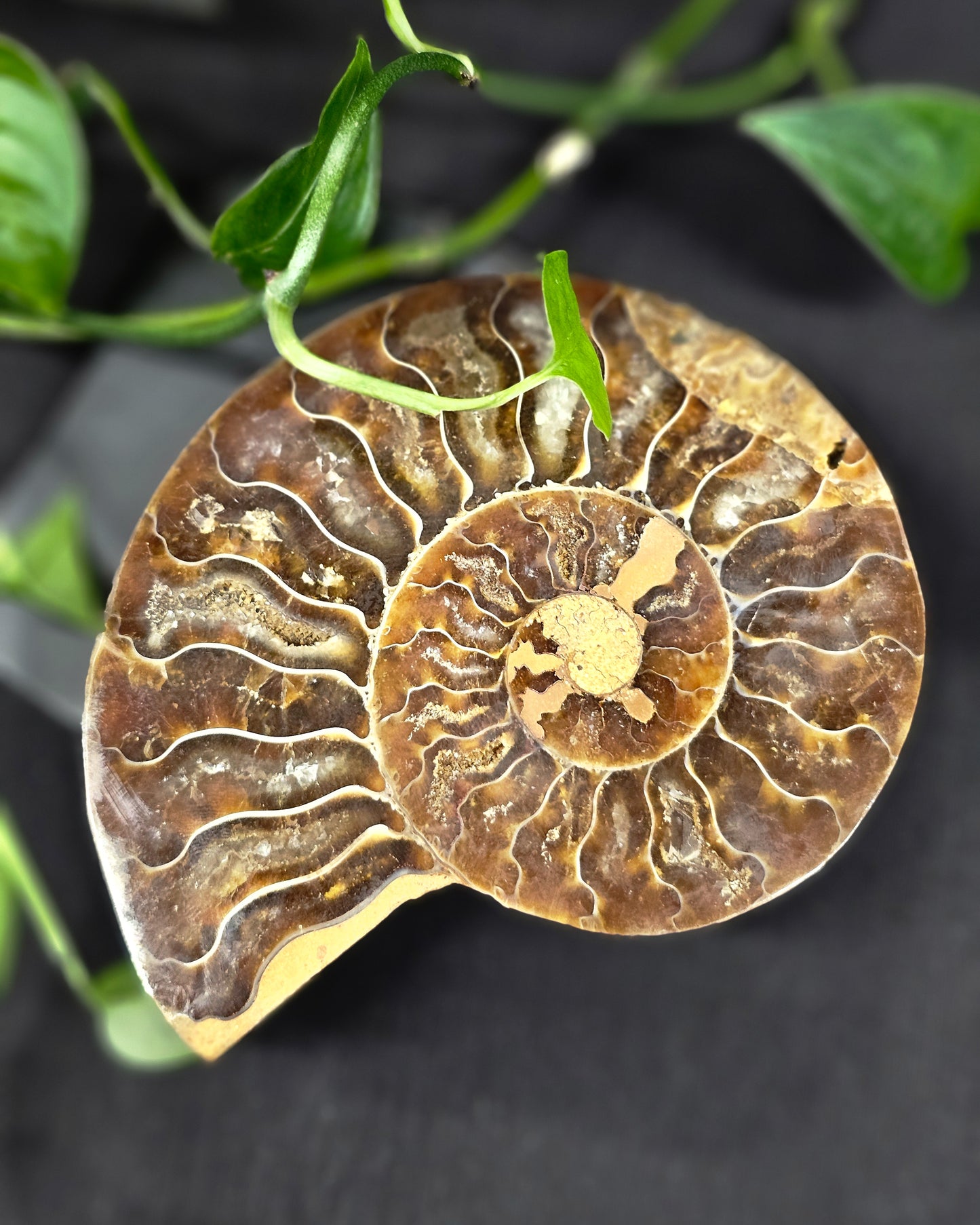 Ammonite #2 part A