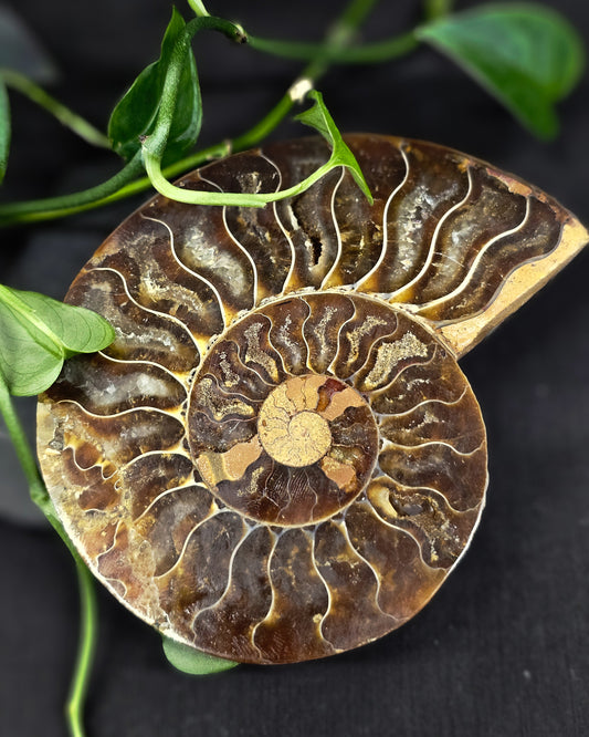 Ammonite #2 part B