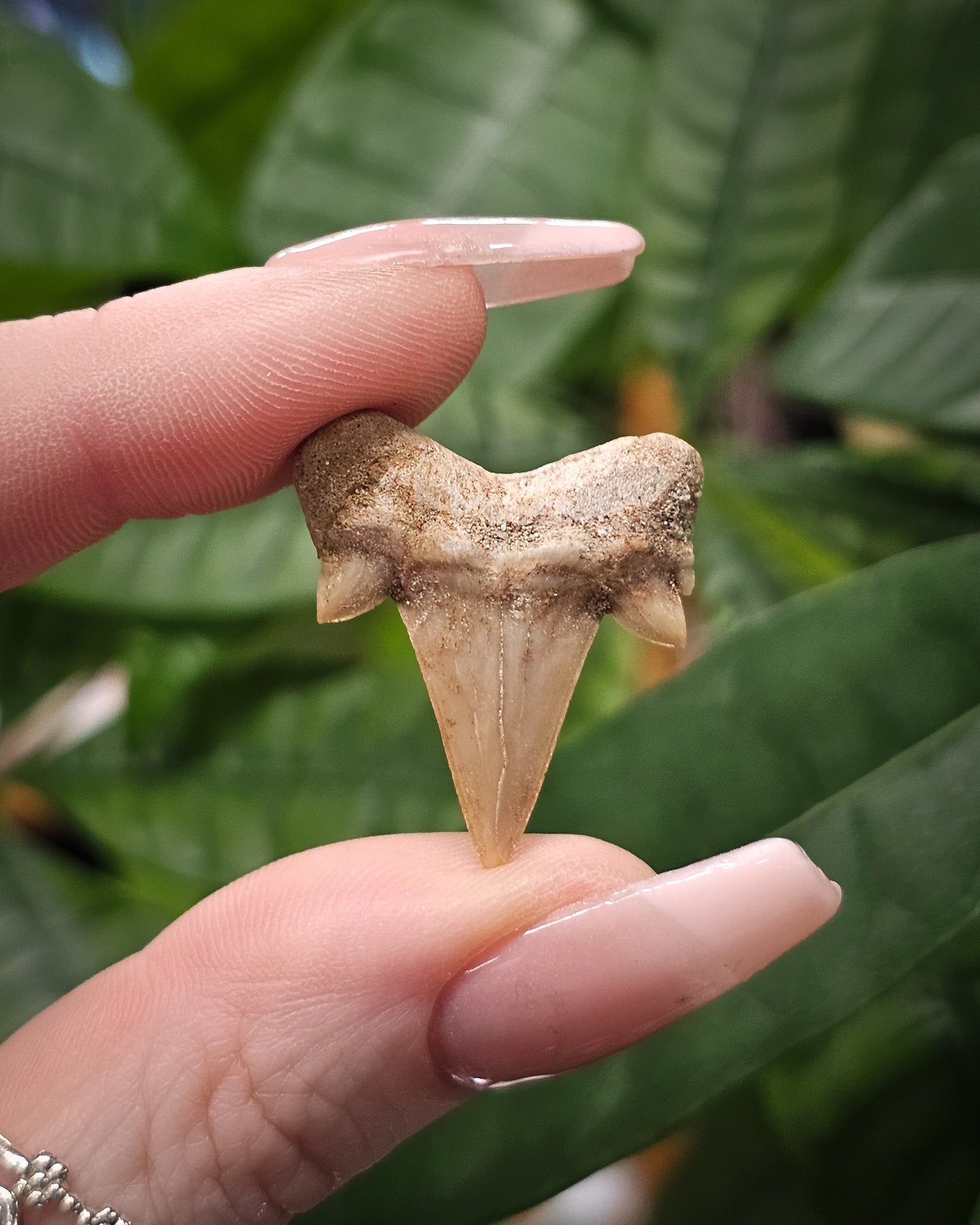 Shark Tooth Fossil