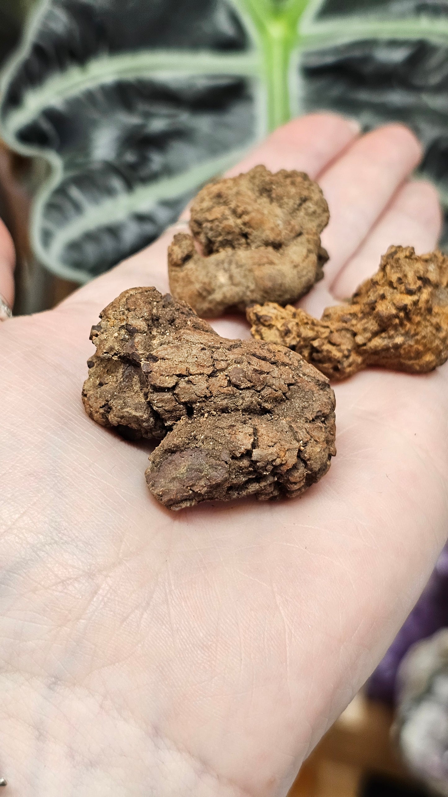 Coprolite (Dino Poop)