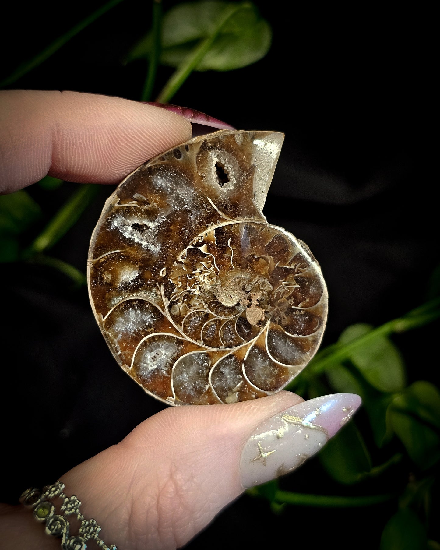 Baby Ammonite Pair #1