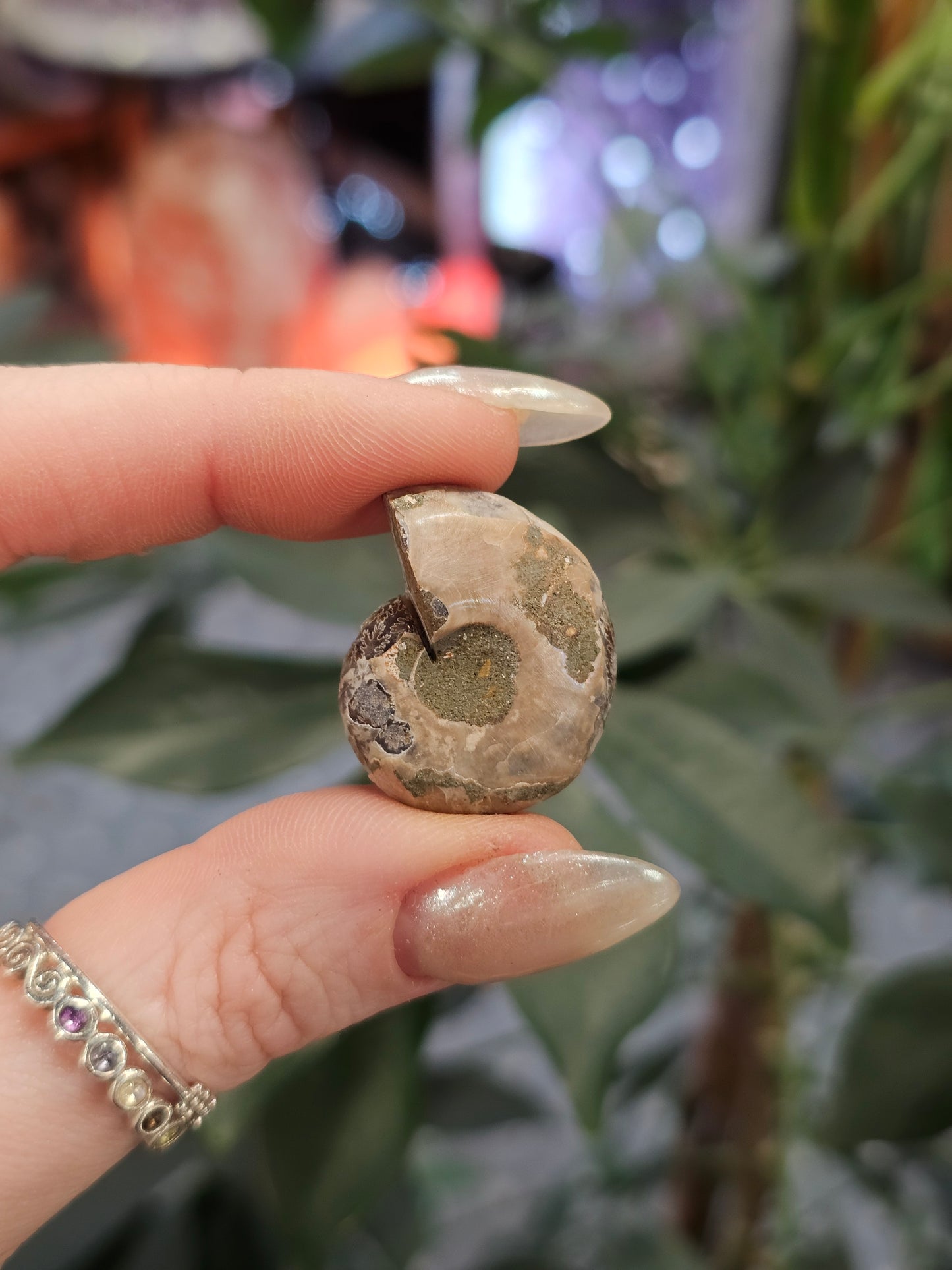 Mini Ammonite Pair