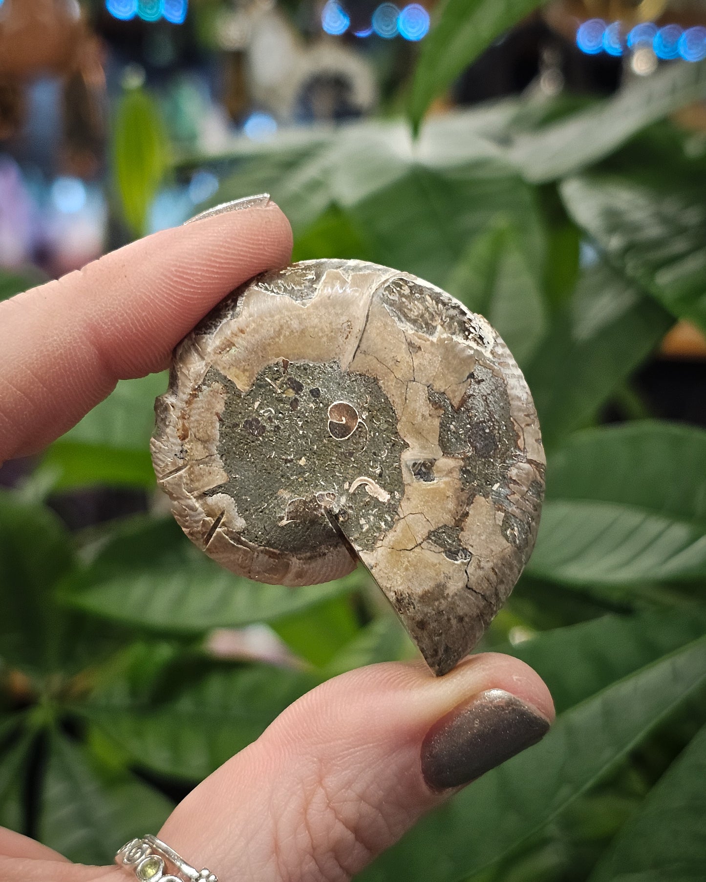 Baby Ammonite Half #2