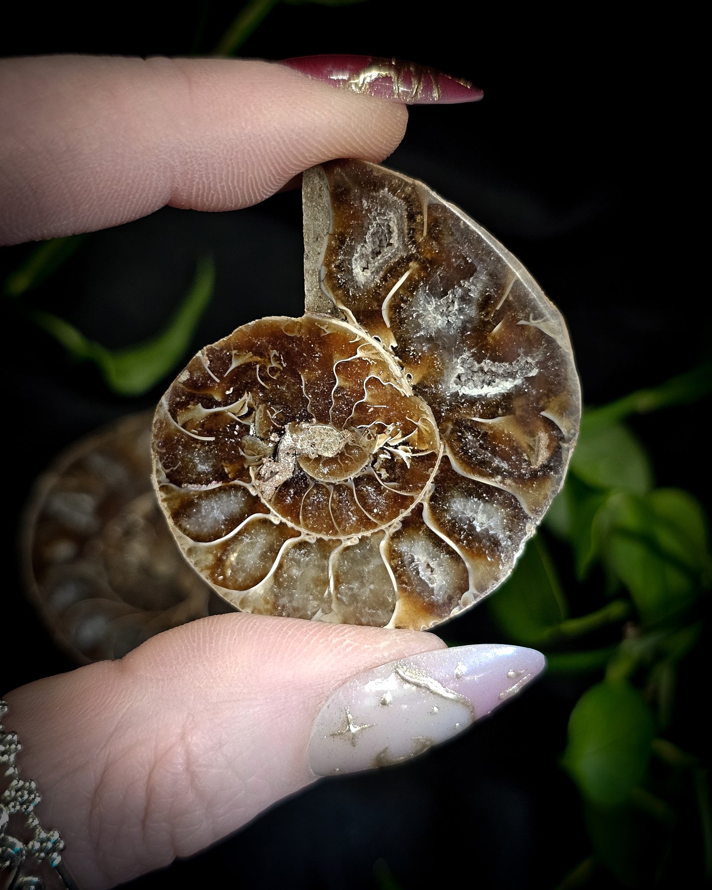 Baby Ammonite Pair #1
