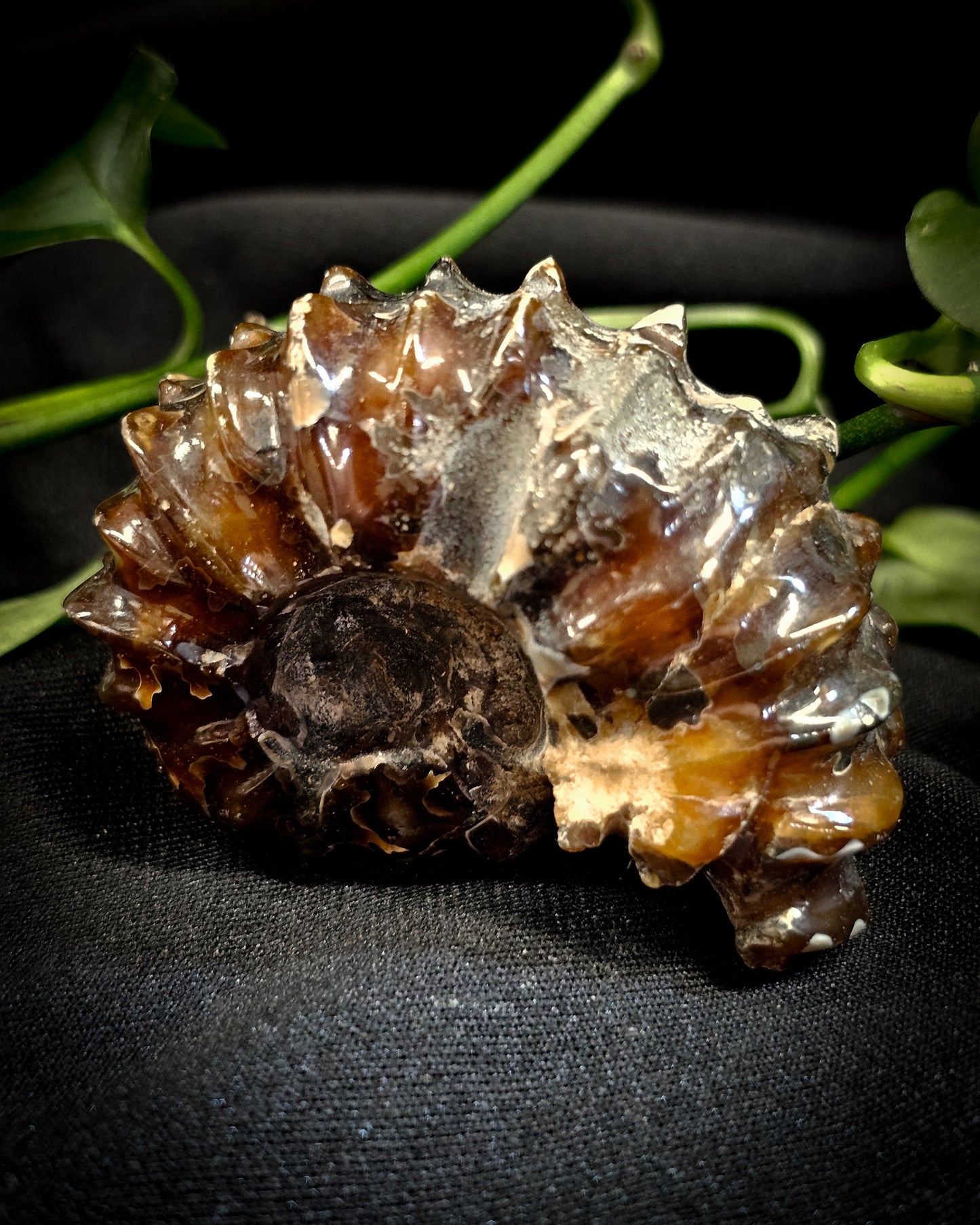 Whole Ammonite #1
