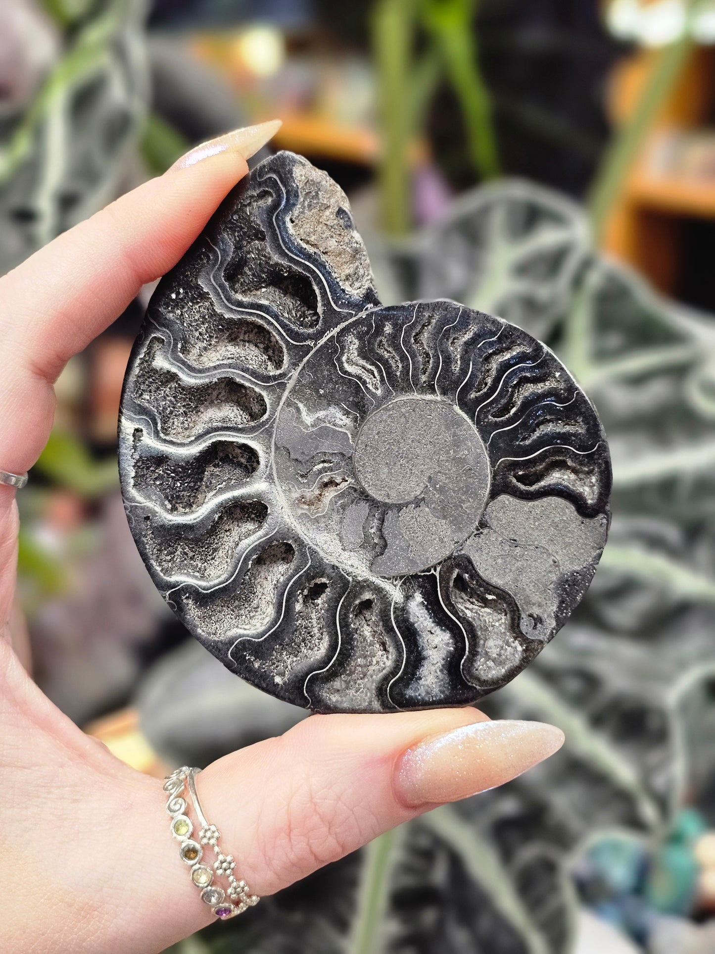 Black Ammonite