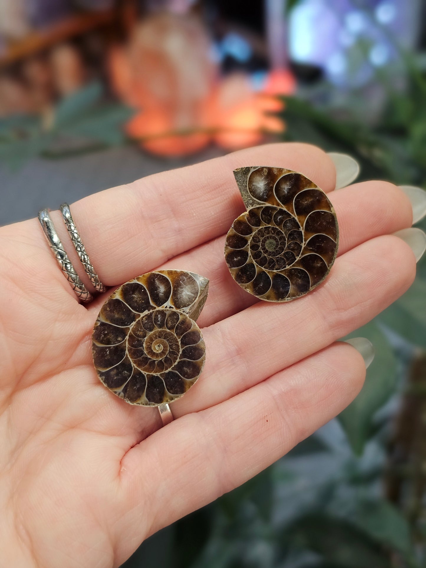Mini Ammonite Pair