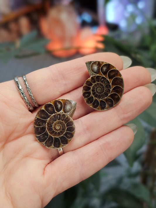 Mini Ammonite Pair