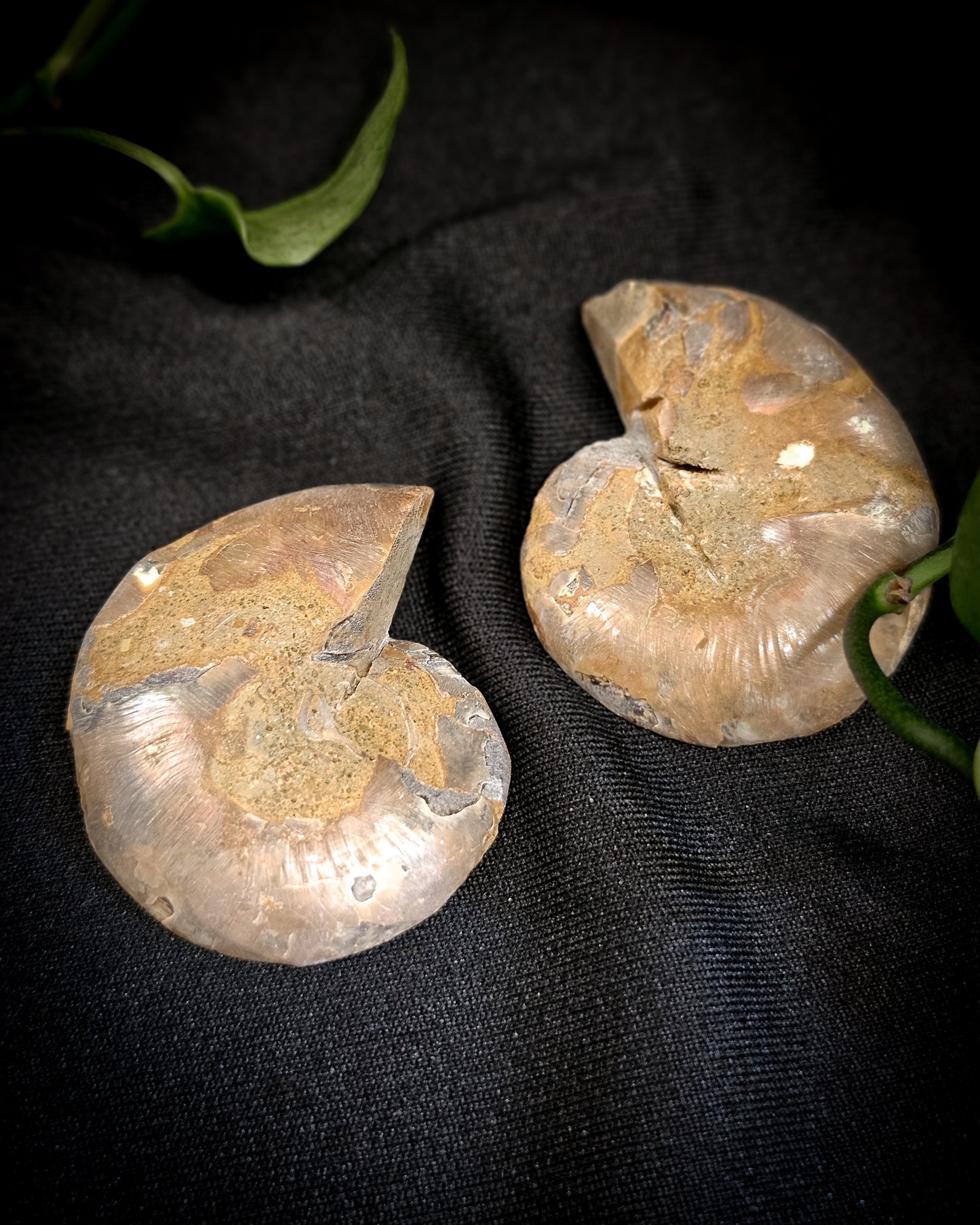 Baby Ammonite Pair #1