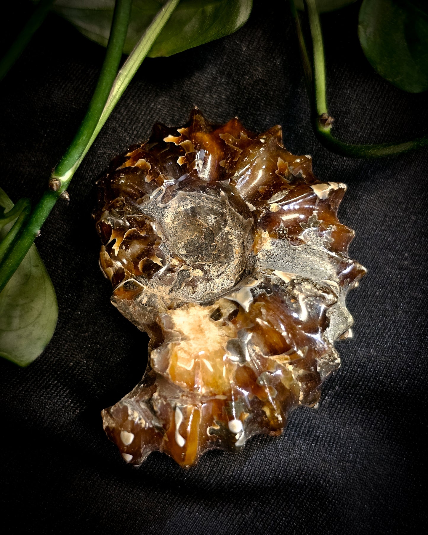 Whole Ammonite #1