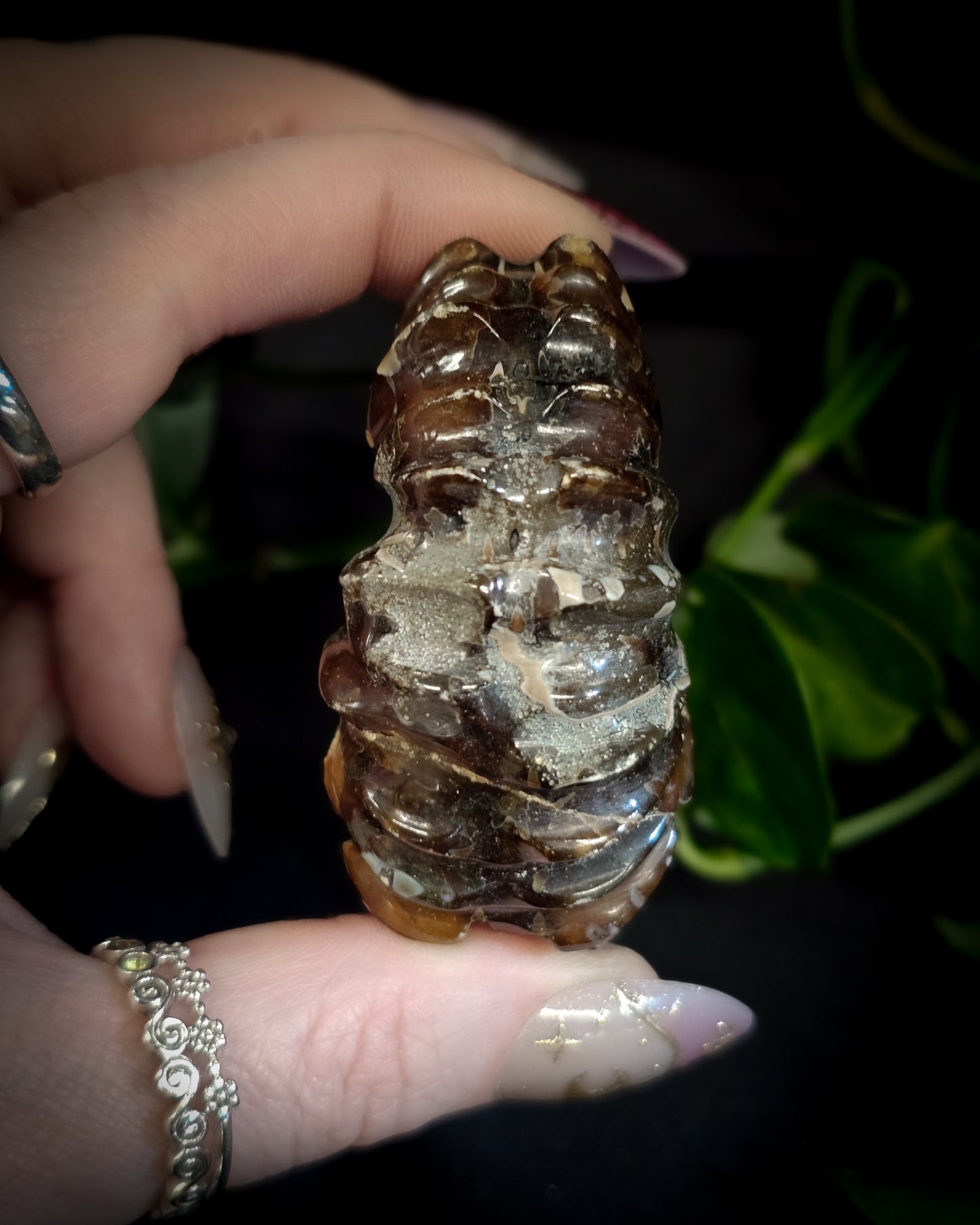 Whole Ammonite #1