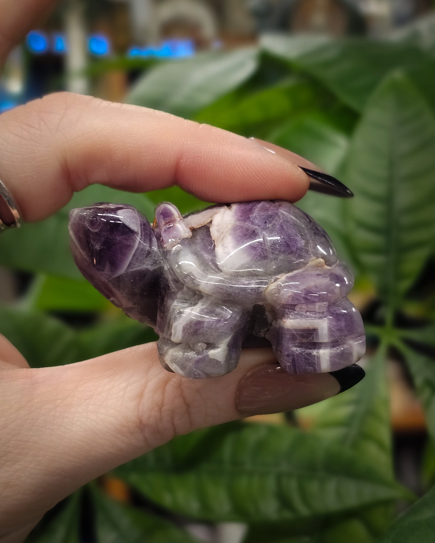 Chevron Amethyst Turtle