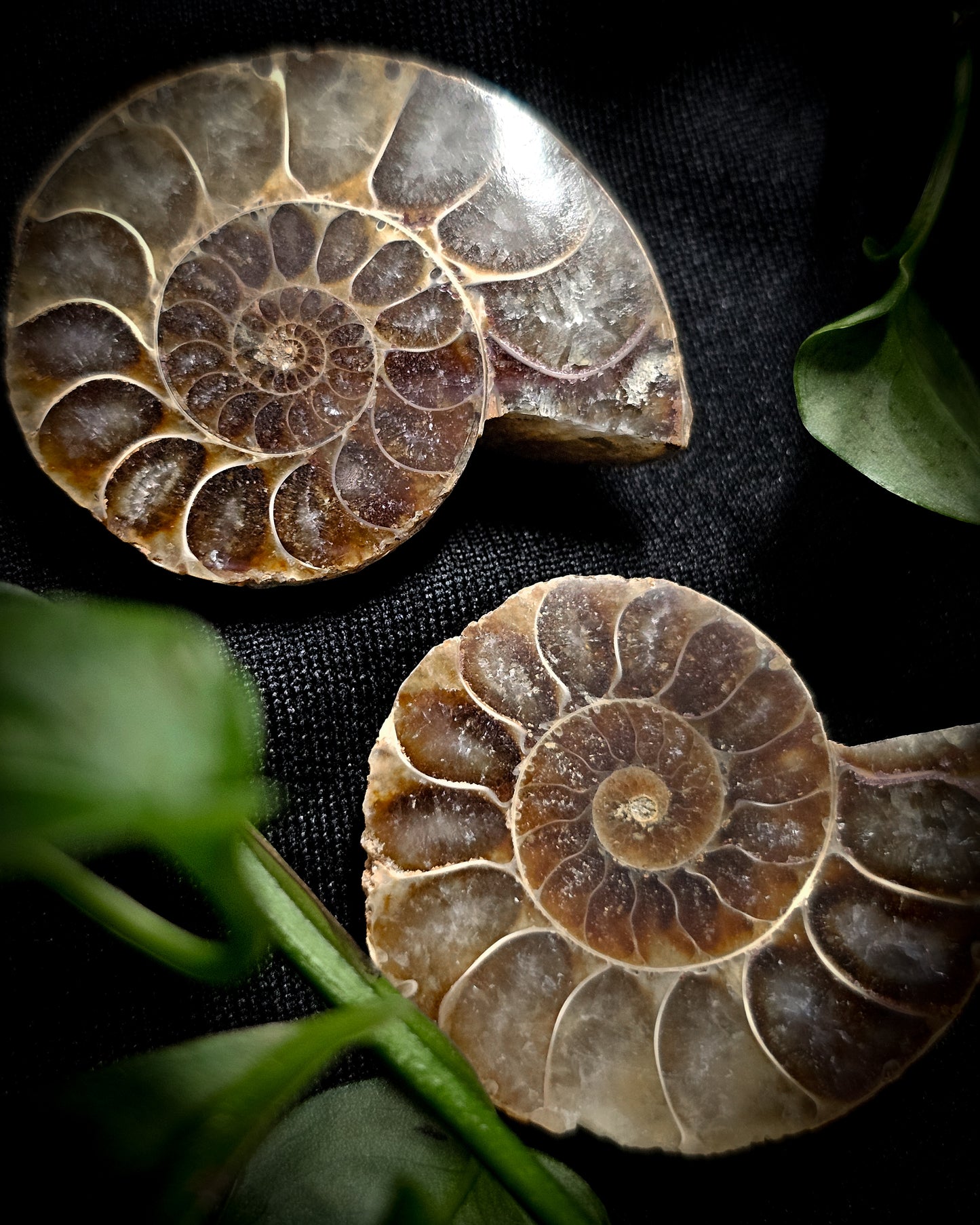 Baby Ammonite Pair #2