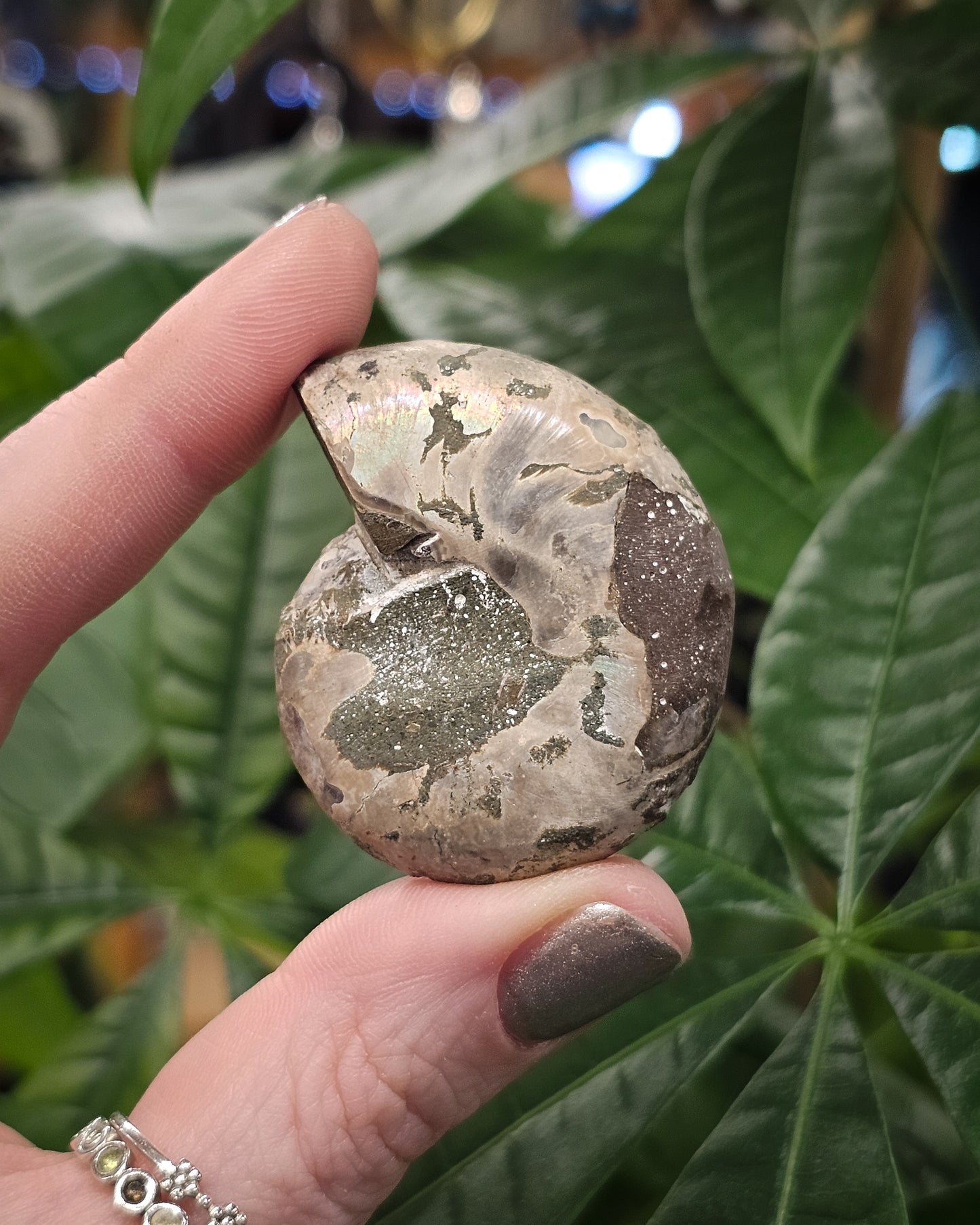Baby Ammonite Half #1