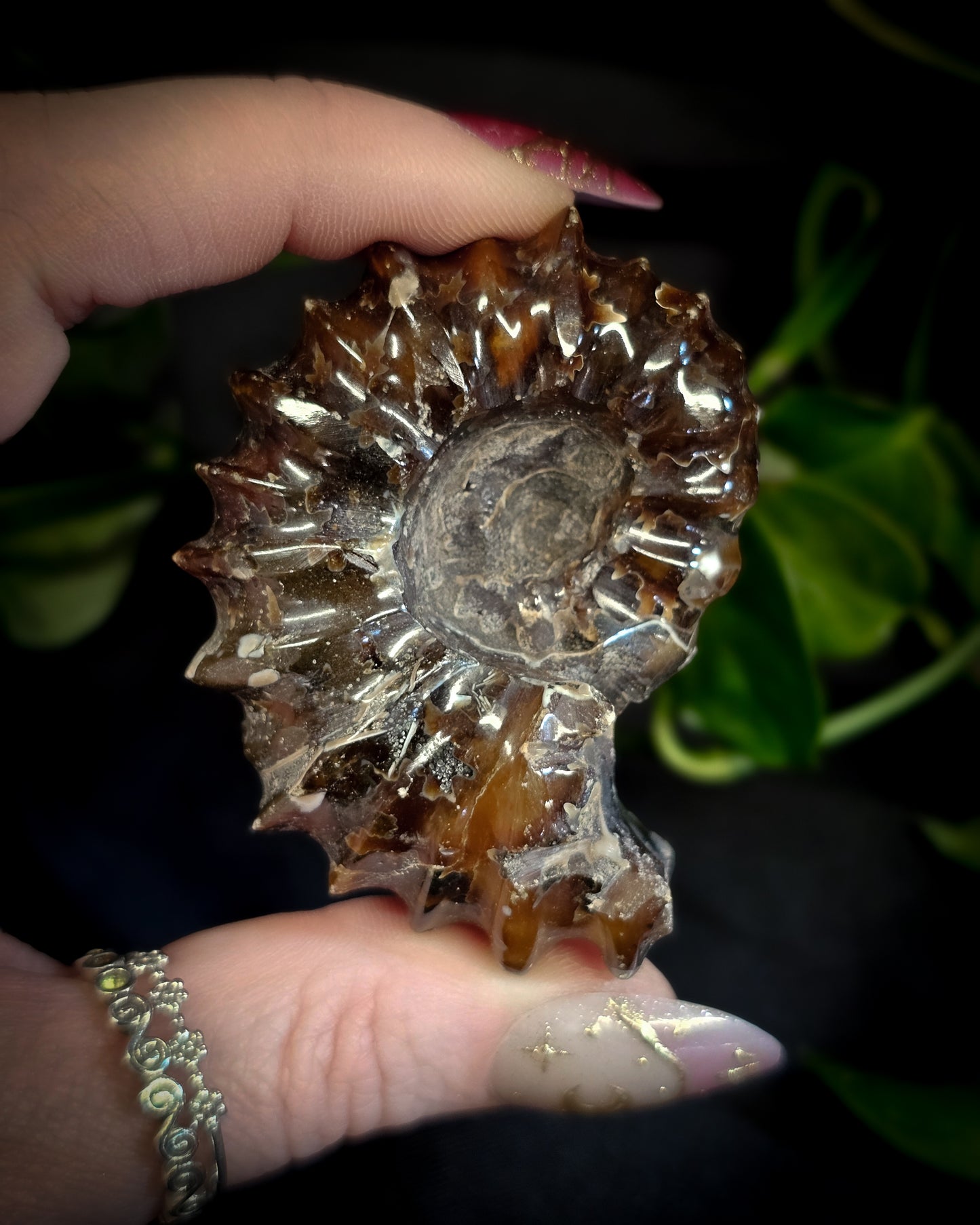 Whole Ammonite #1
