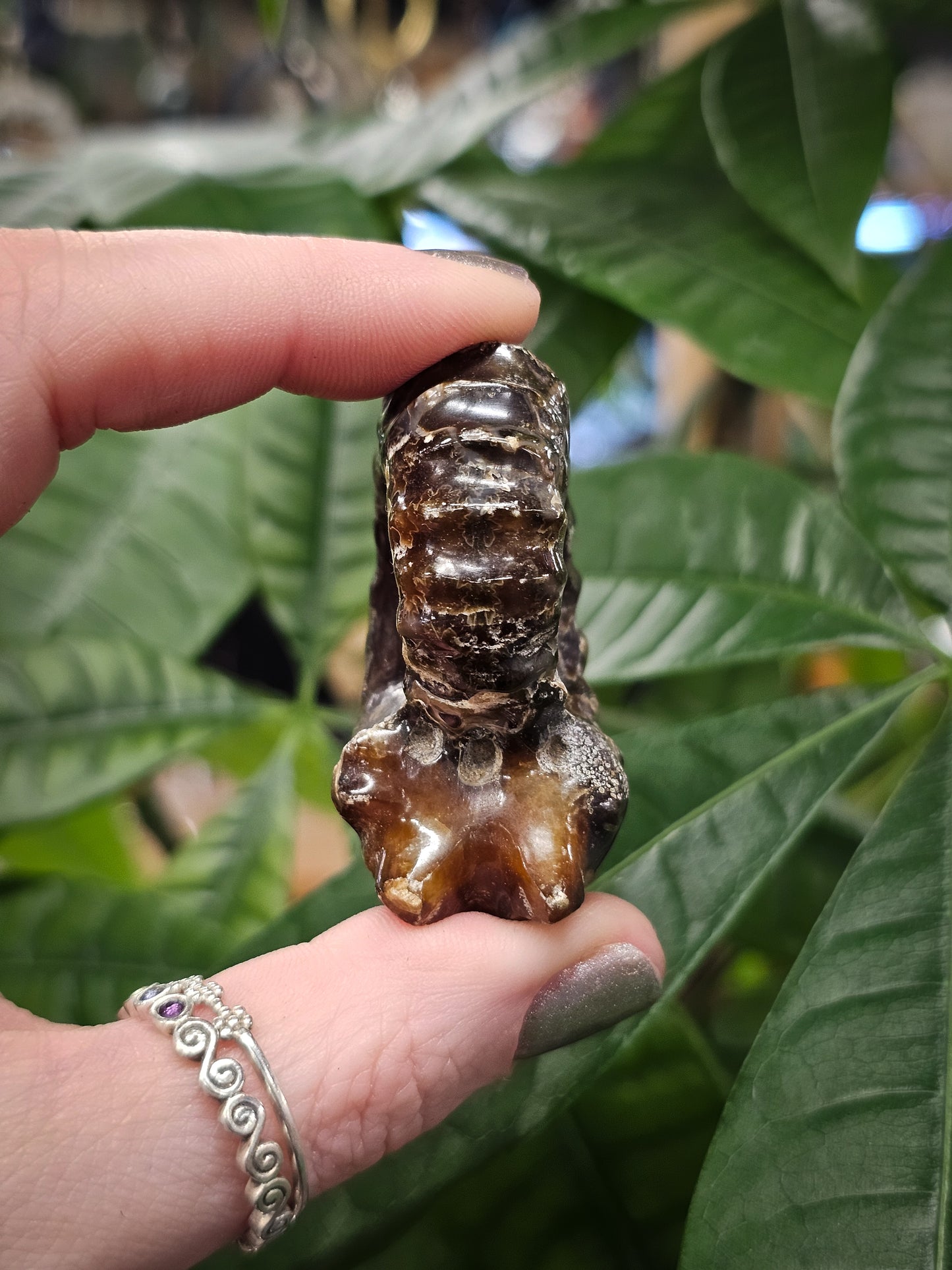 Whole Ammonite #2
