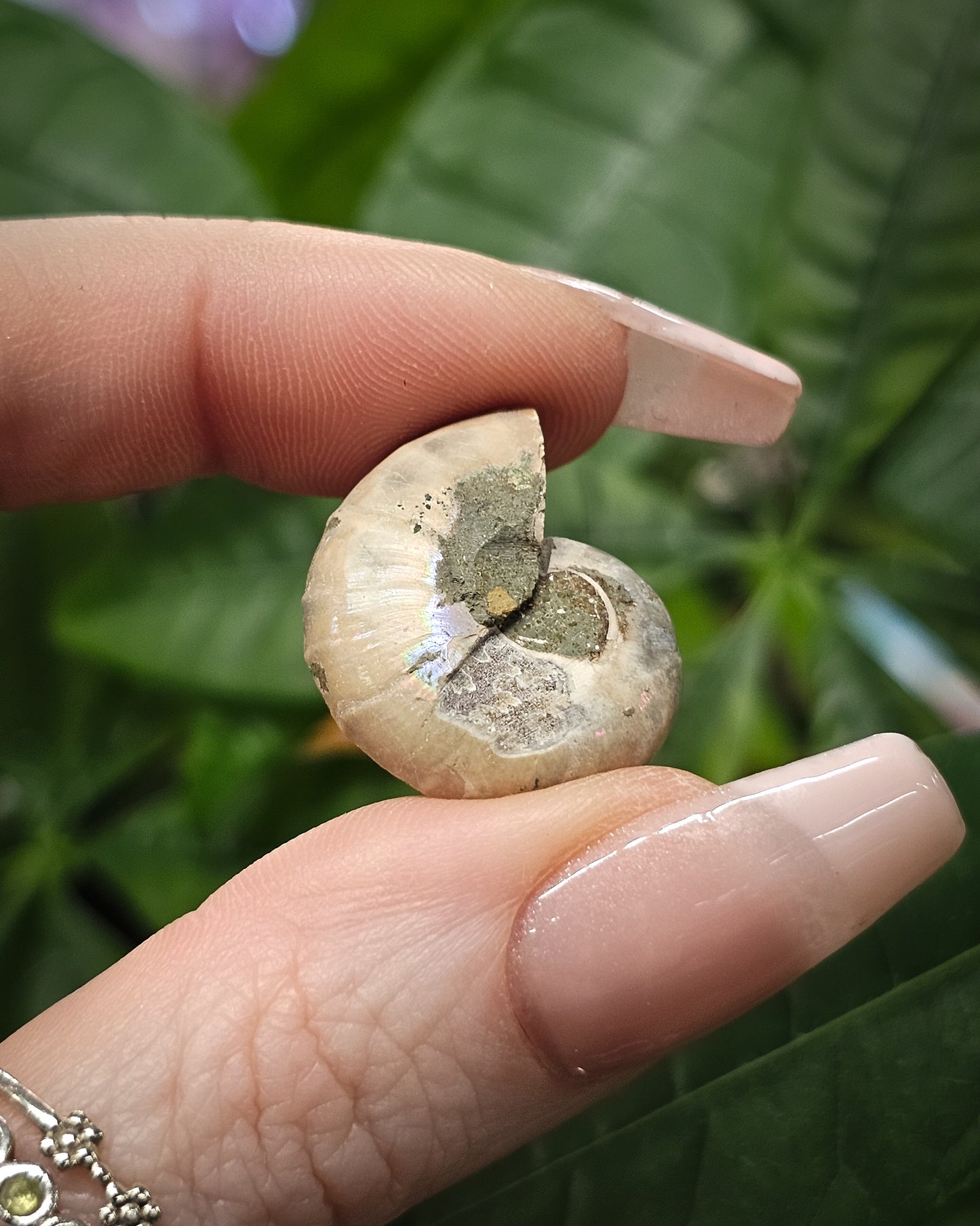 Mini Ammonite Pair