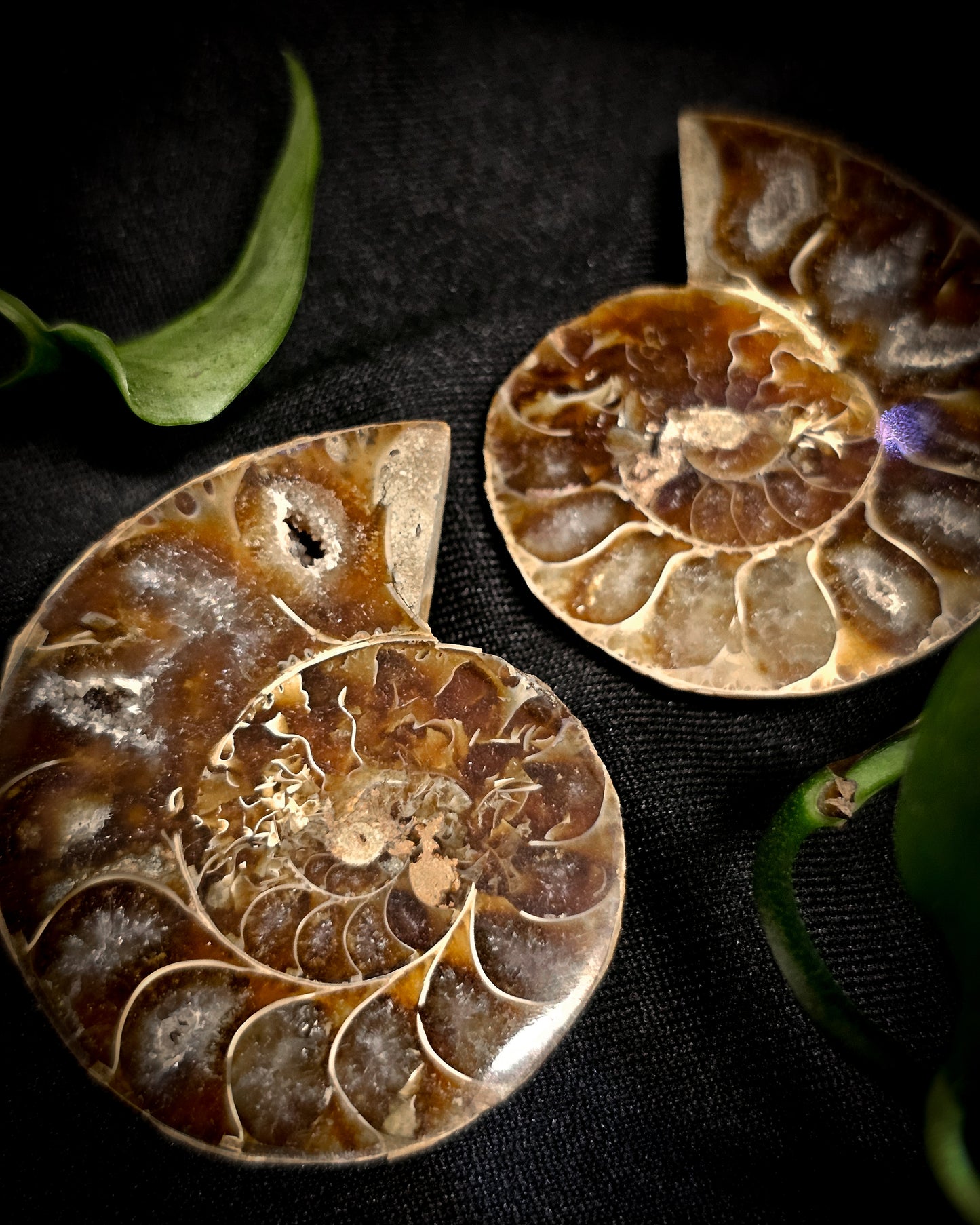 Baby Ammonite Pair #1