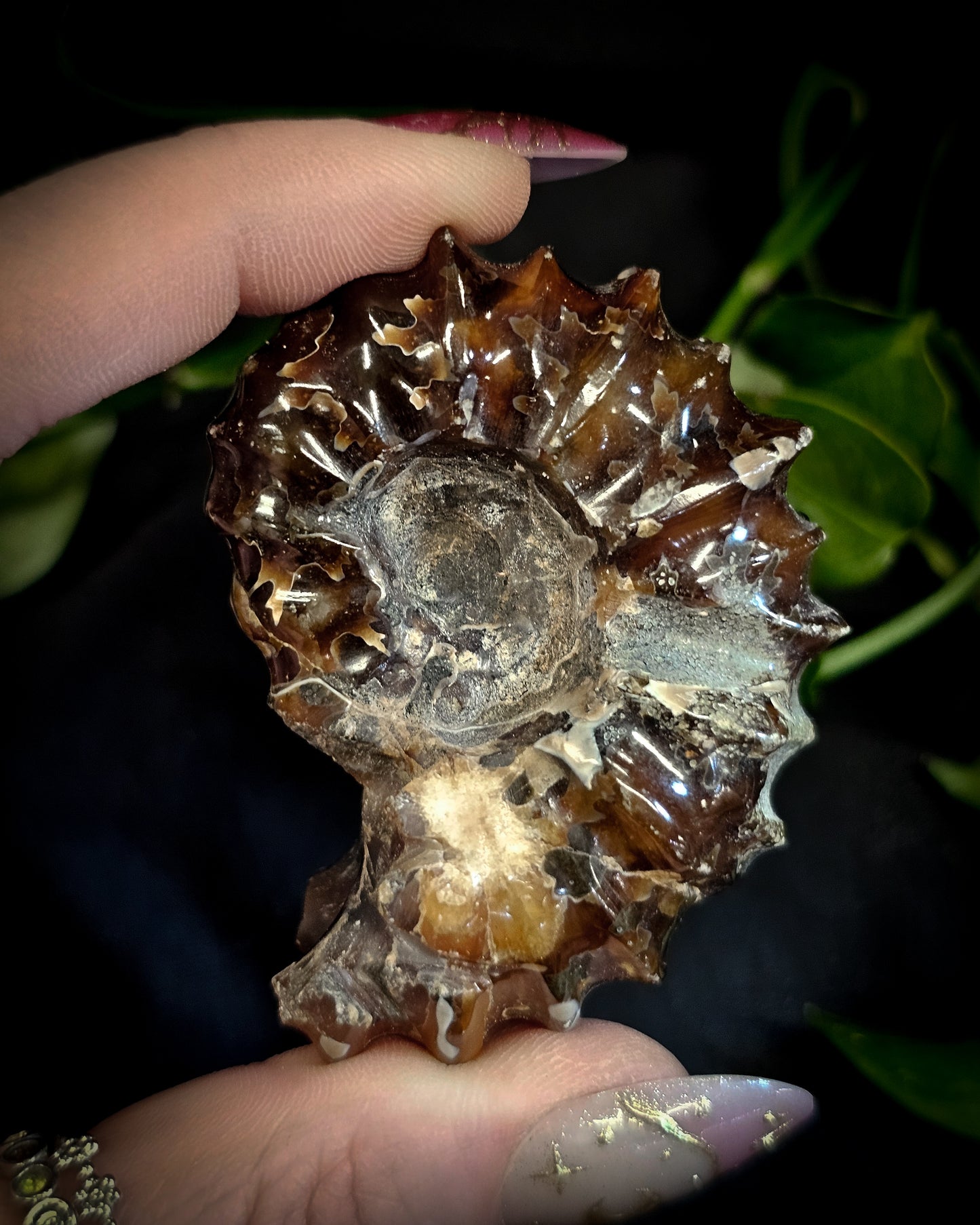 Whole Ammonite #1