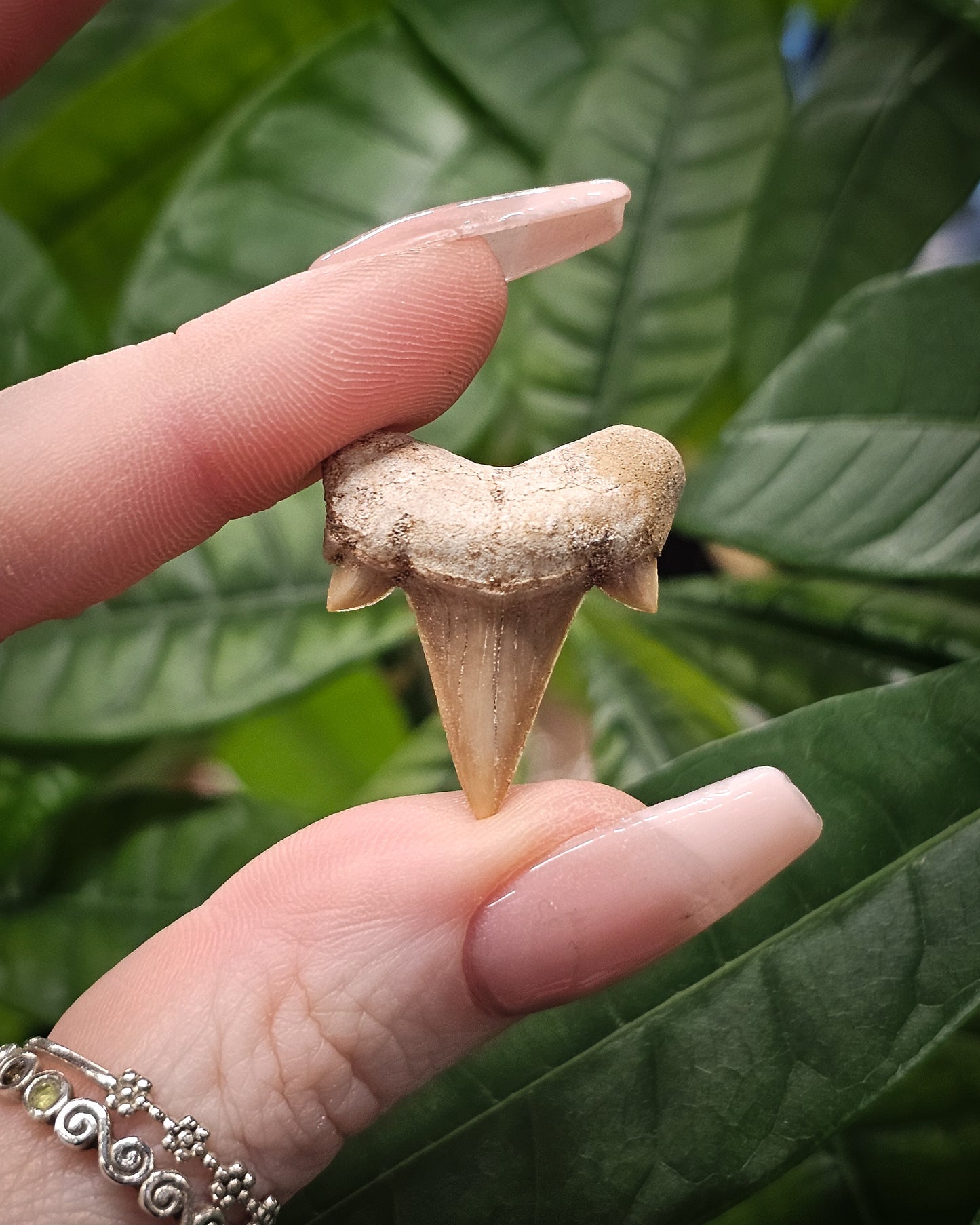 Shark Tooth Fossil