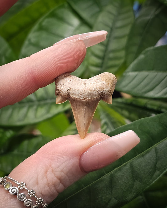 Shark Tooth Fossil