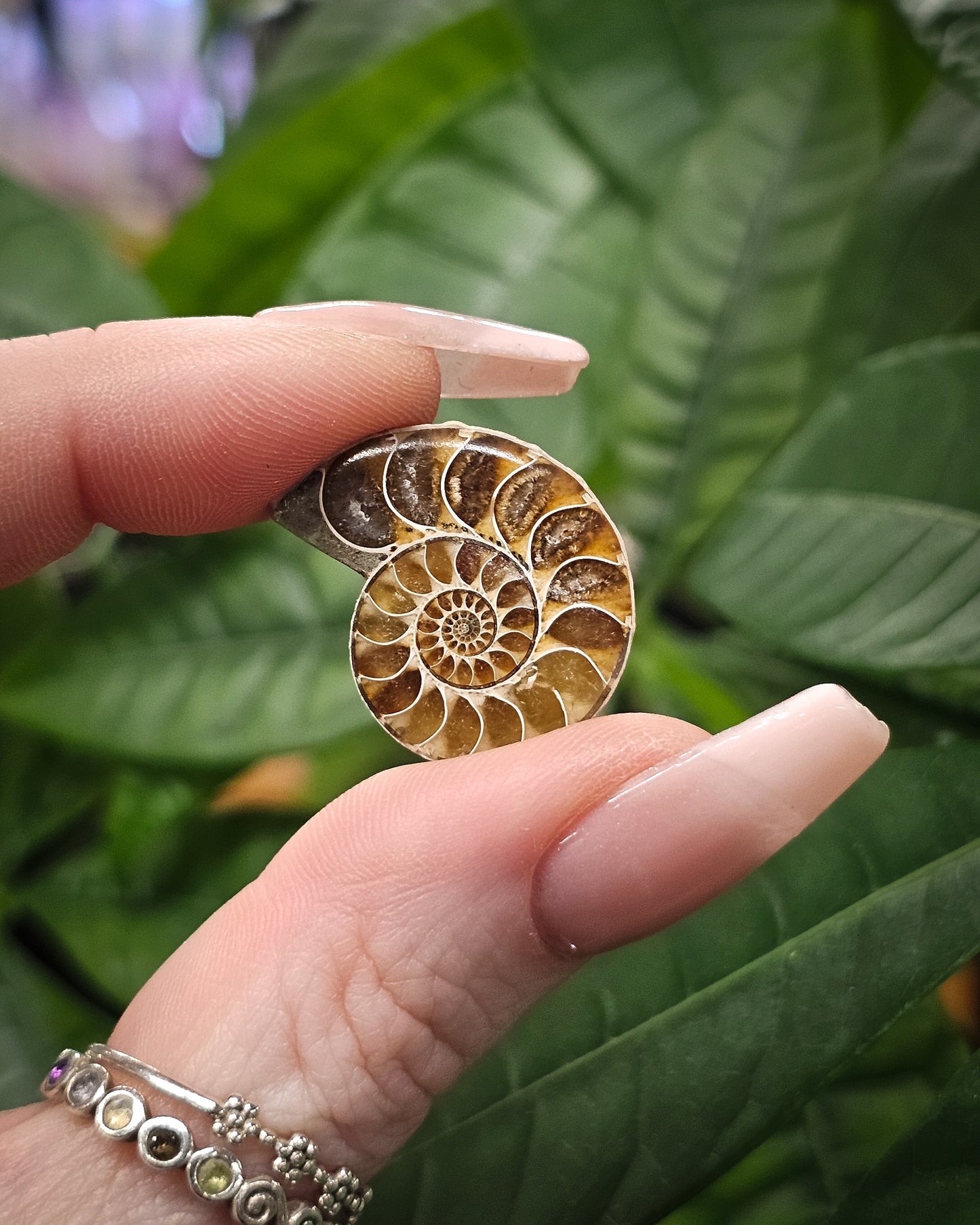 Mini Ammonite Pair