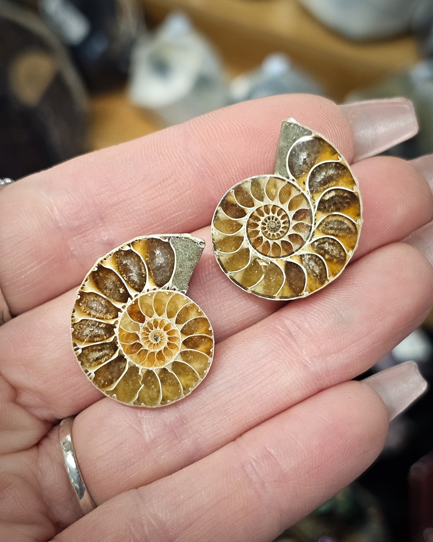 Mini Ammonite Pair
