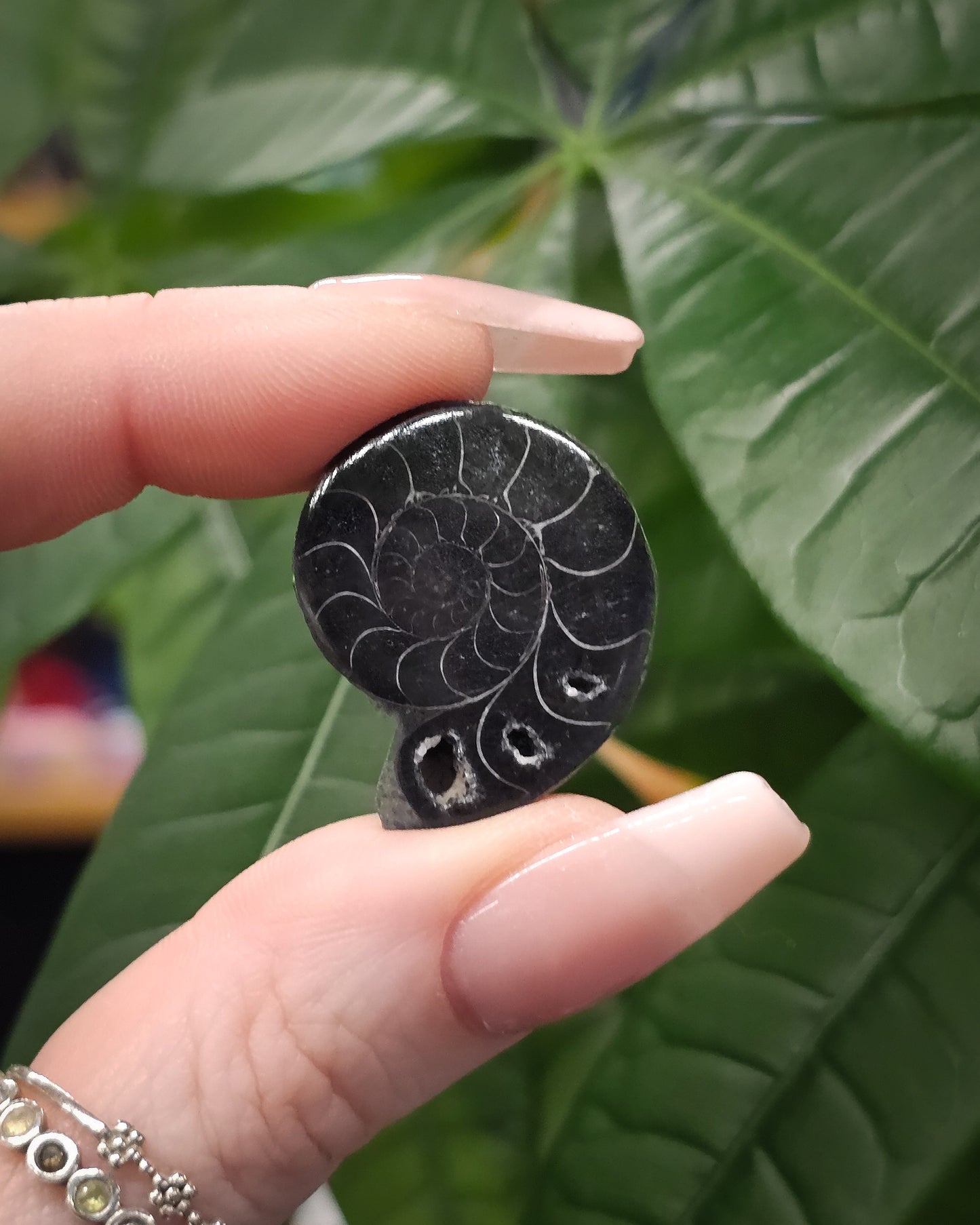 Mini Black Ammonite Pair