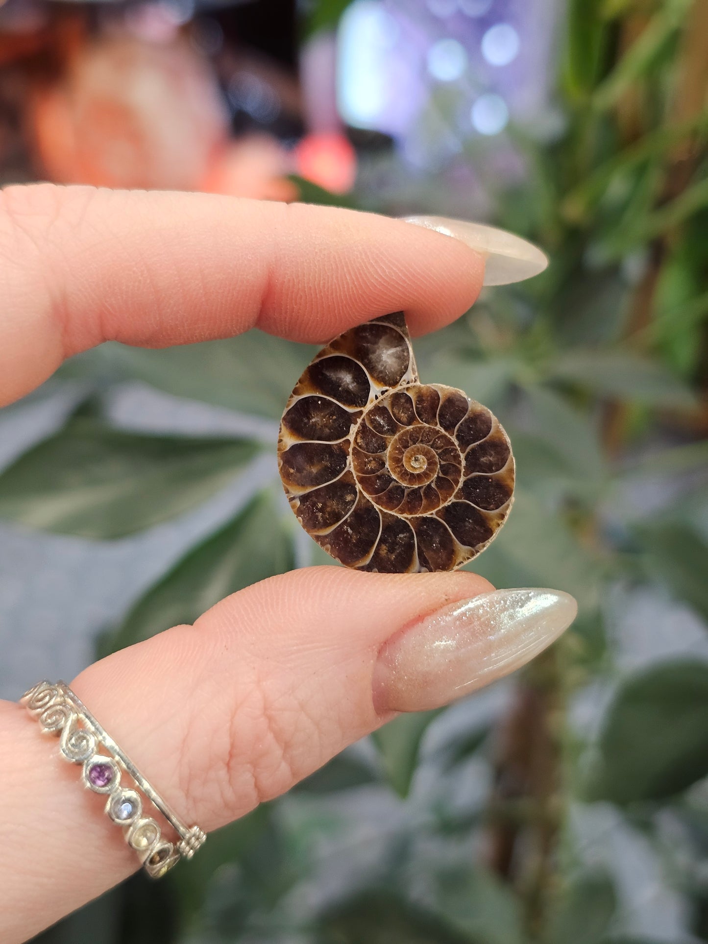 Mini Ammonite Pair