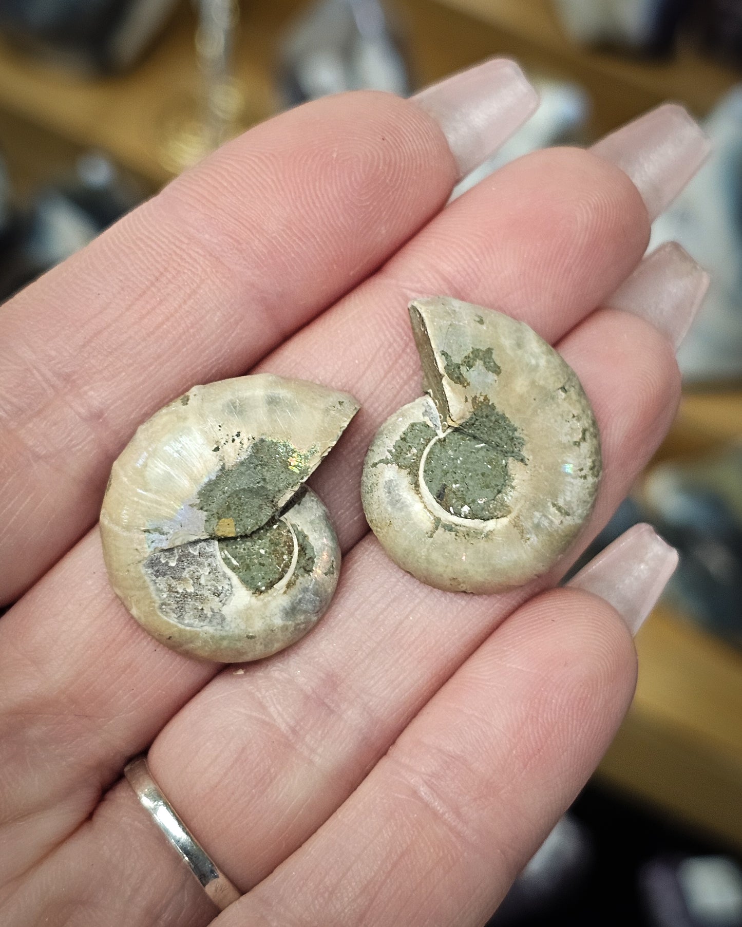 Mini Ammonite Pair