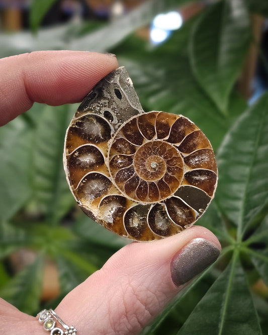 Baby Ammonite Half #1