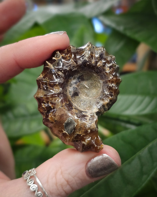 Whole Ammonite #2