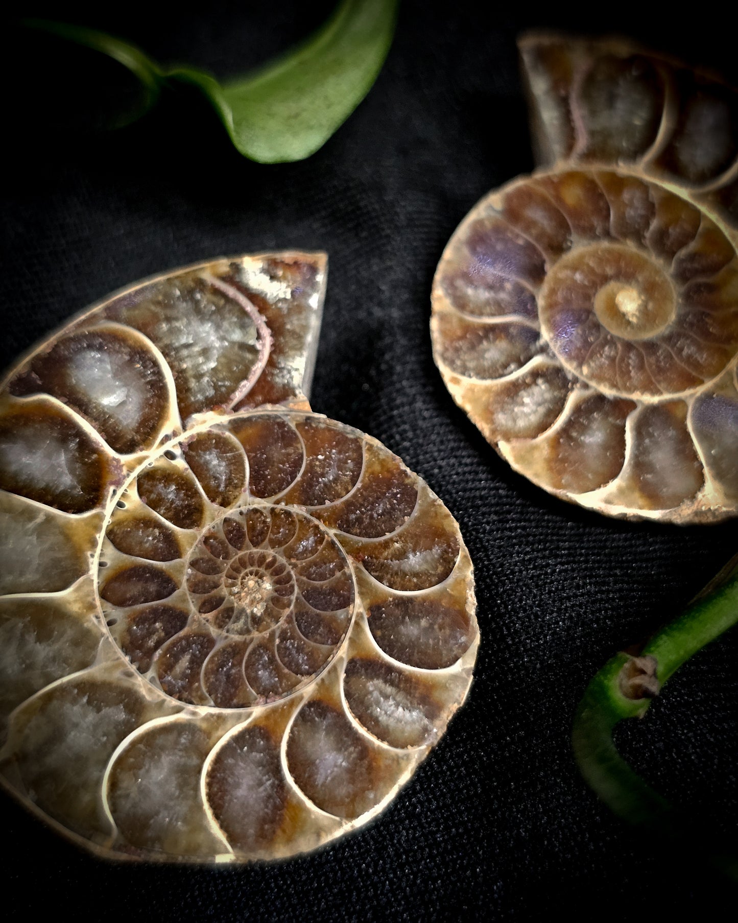 Baby Ammonite Pair #2