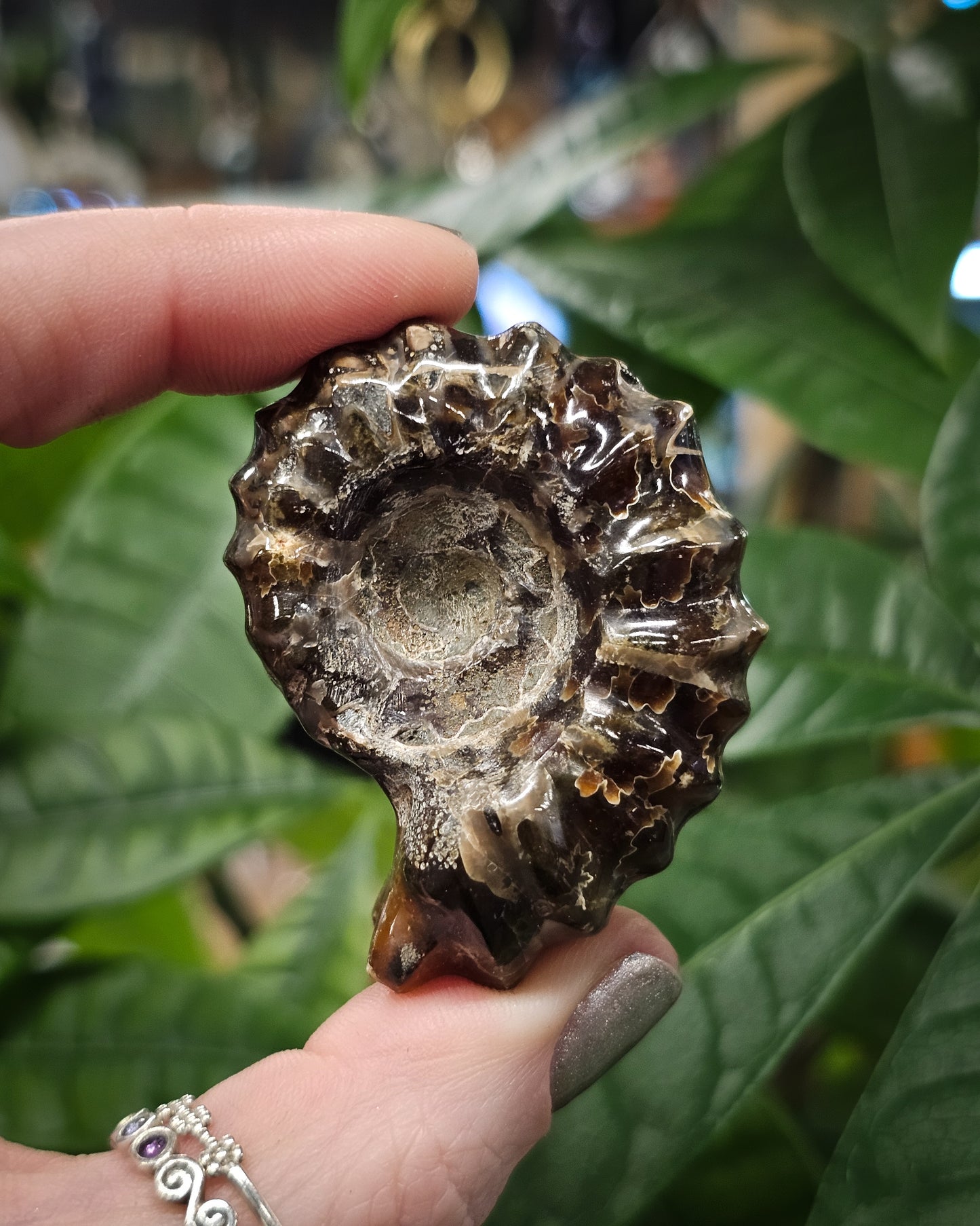 Whole Ammonite #2