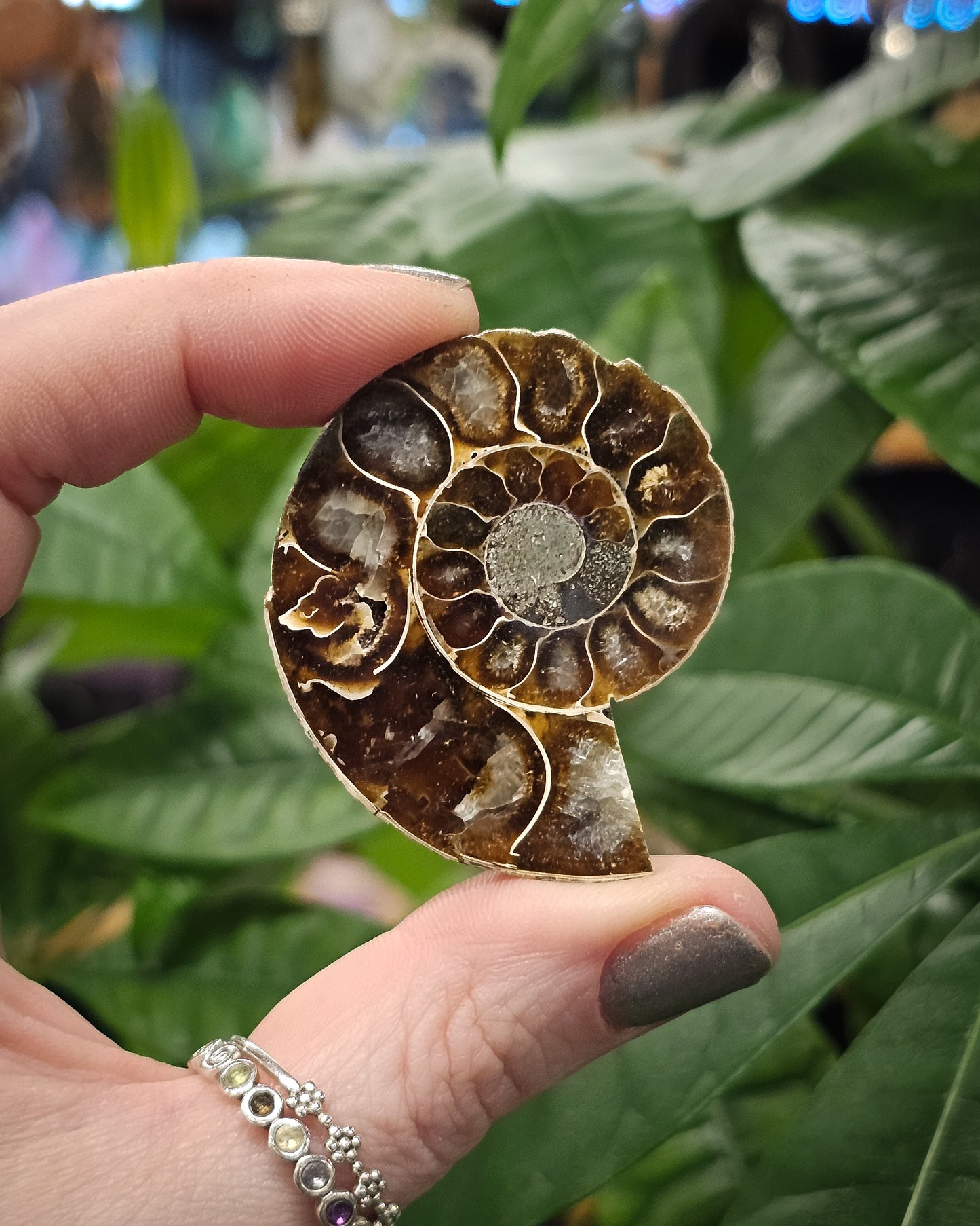 Baby Ammonite Half #2