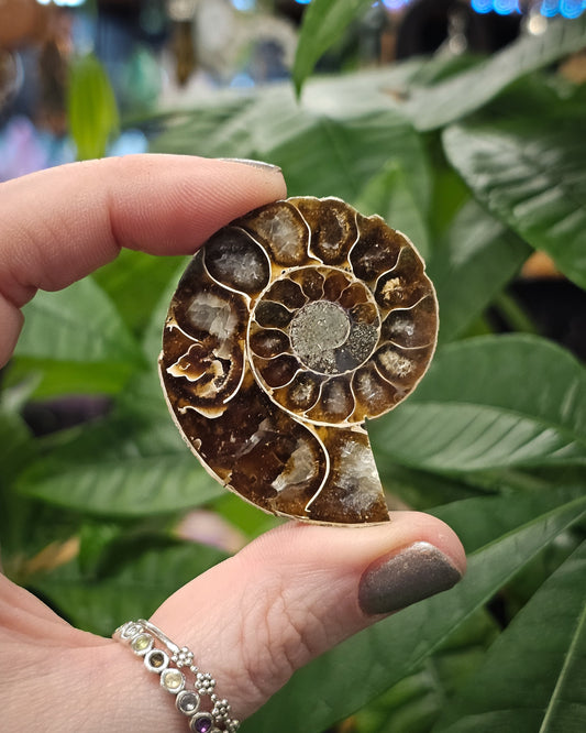 Baby Ammonite Half #2