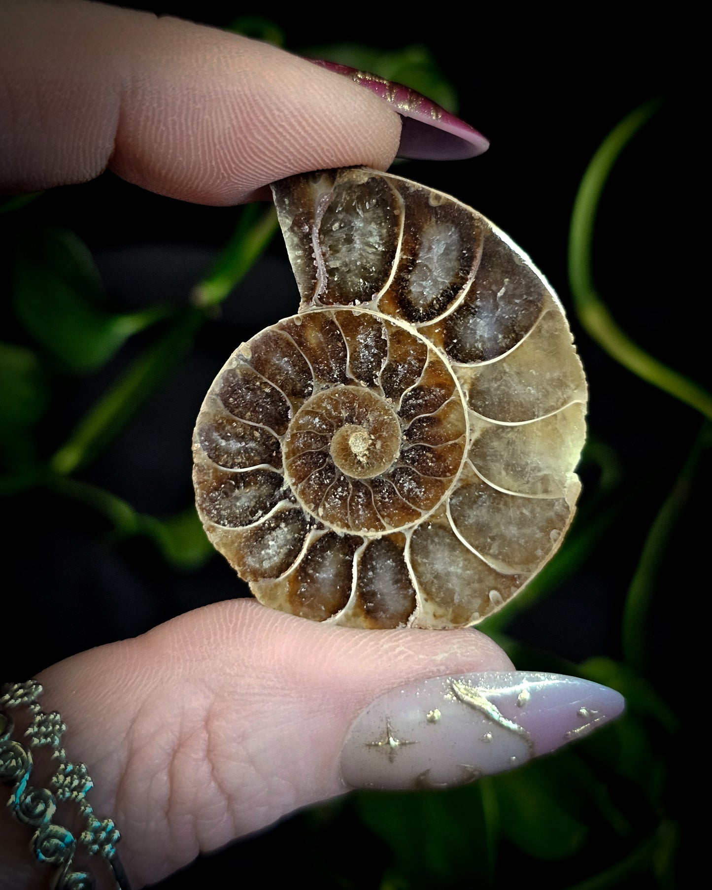 Baby Ammonite Pair #2