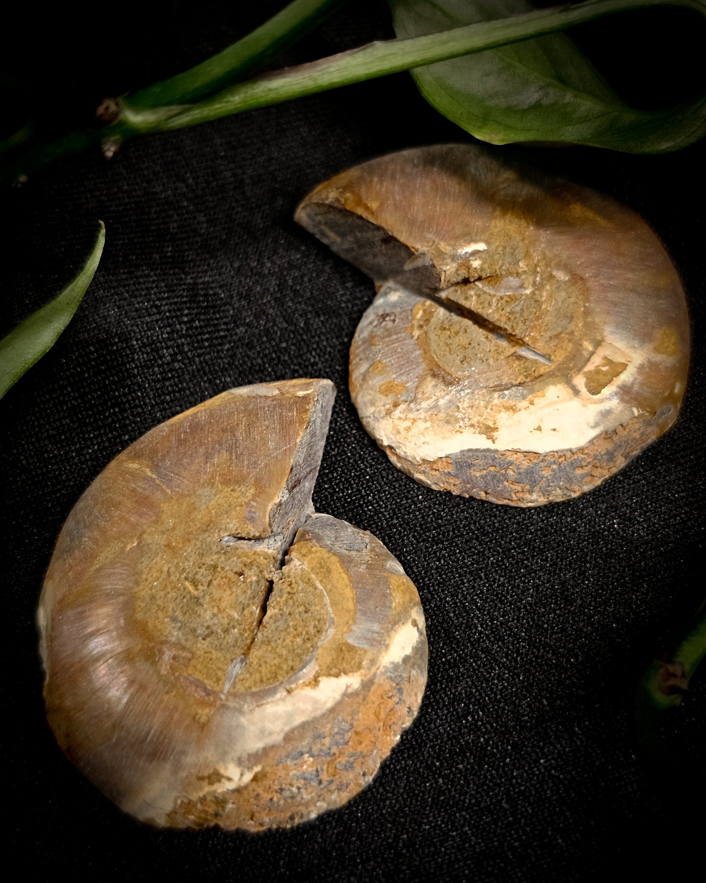 Baby Ammonite Pair #2