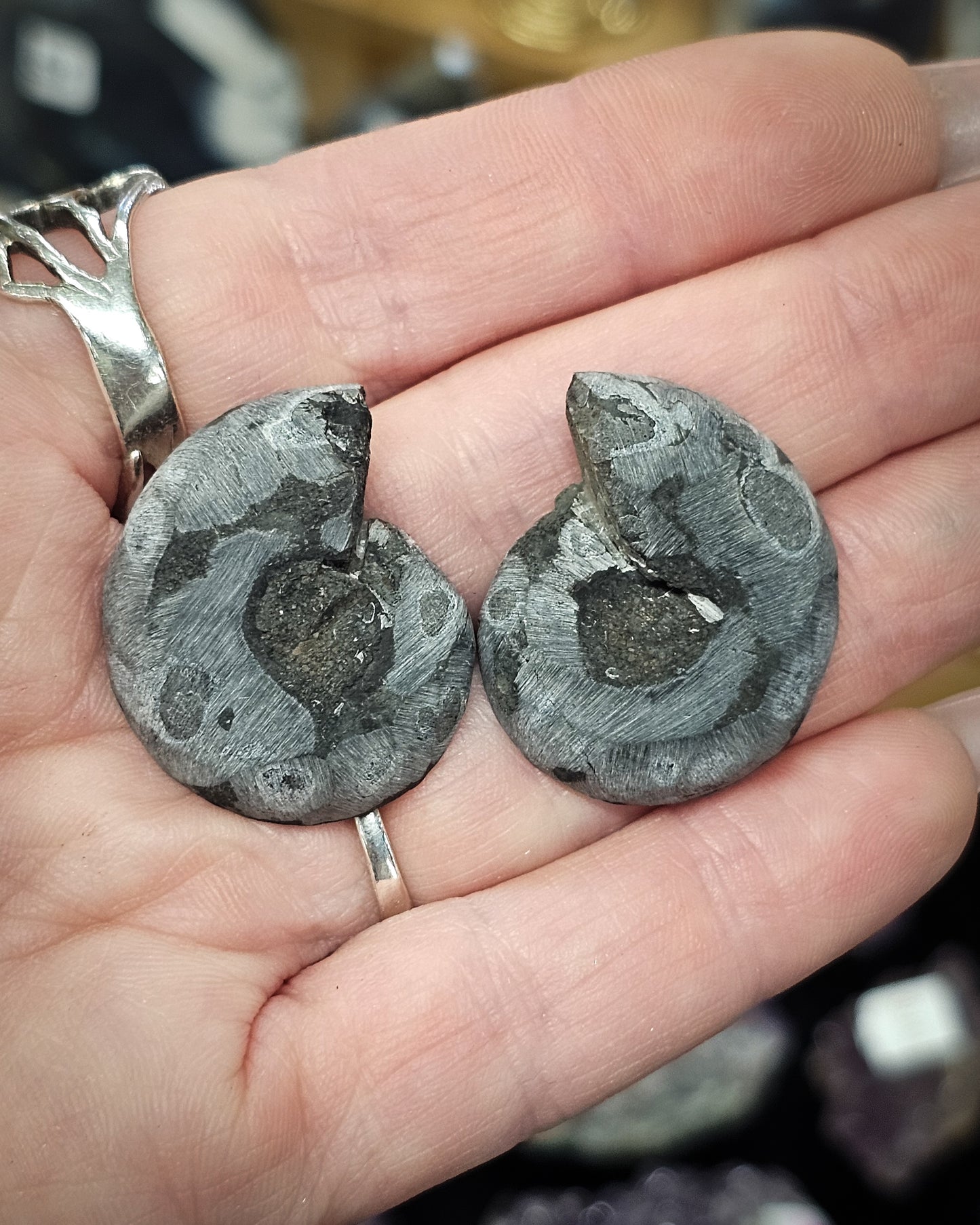 Mini Black Ammonite Pair