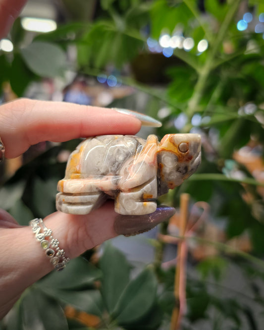 Crazy Lace Agate Tortoise Carving