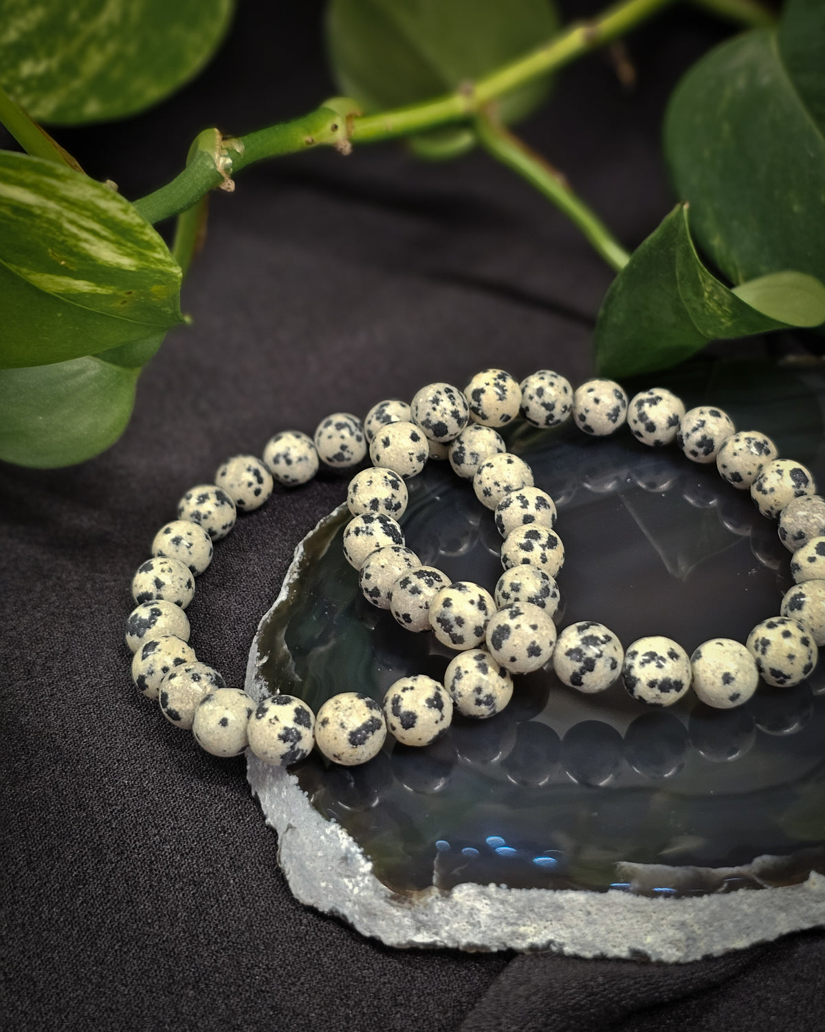 8mm Dalmation Jasper Bead Bracelet