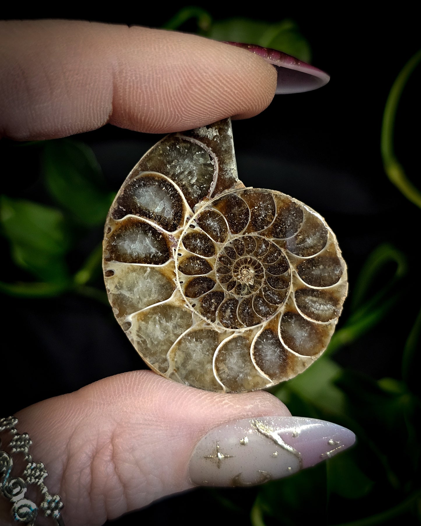 Baby Ammonite Pair #2
