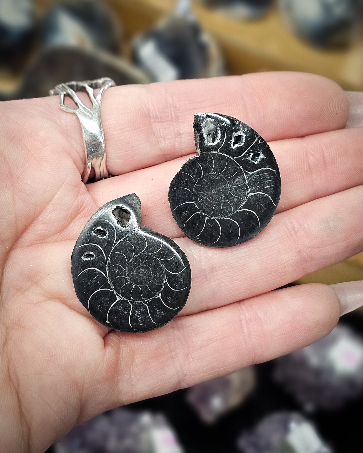 Mini Black Ammonite Pair