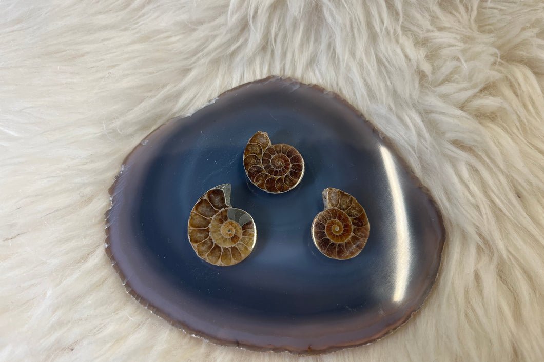 Ammonite Mini
